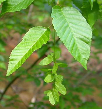 American Hornbeam (Carpinus caroliniana)