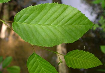 American Hornbeam (Carpinus caroliniana)