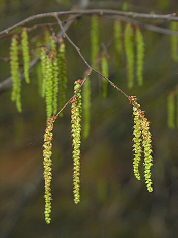 American Hornbeam (Carpinus caroliniana)