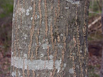 American Hornbeam (Carpinus caroliniana) bark