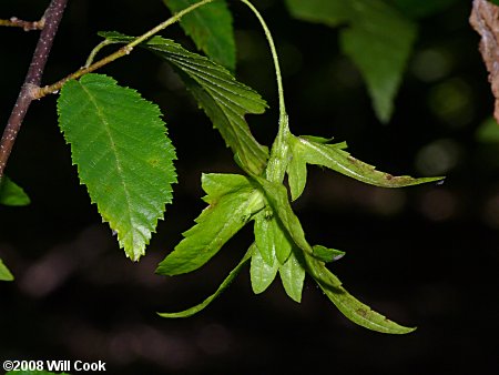 American Hornbeam (Carpinus caroliniana)