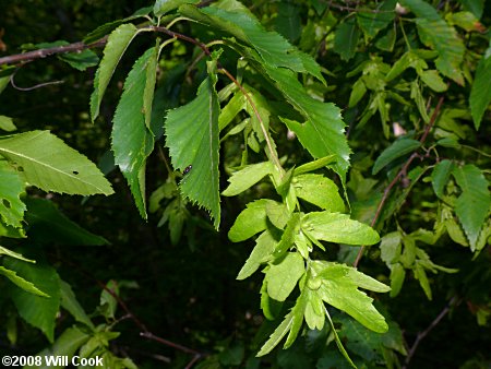 American Hornbeam (Carpinus caroliniana)