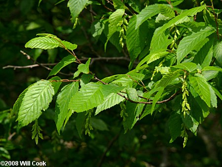 American Hornbeam (Carpinus caroliniana)