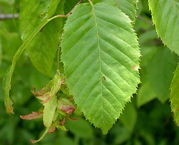 American Hornbeam (Carpinus caroliniana)