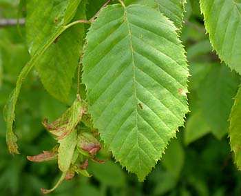 American Hornbeam (Carpinus caroliniana)