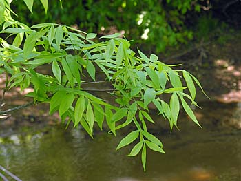 Bitternut Hickory (Carya cordiformis)