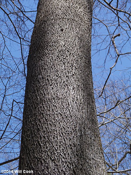 Bitternut Hickory (Carya cordiformis)