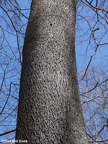 Bitternut Hickory (Carya cordiformis)