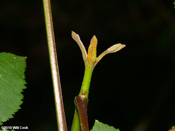 Bitternut Hickory (Carya cordiformis)