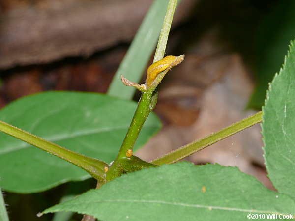 Bitternut Hickory (Carya cordiformis)