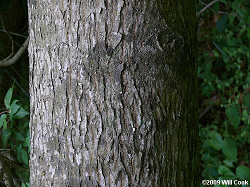 Bitternut Hickory (Carya cordiformis) bark