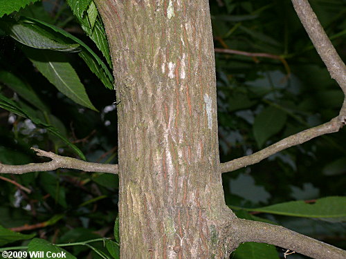 Bitternut Hickory (Carya cordiformis) bark