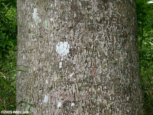 Bitternut Hickory (Carya cordiformis)