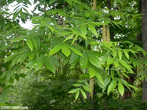 Bitternut Hickory (Carya cordiformis)