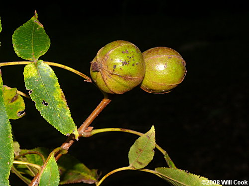 Bitternut Hickory (Carya cordiformis) nuts