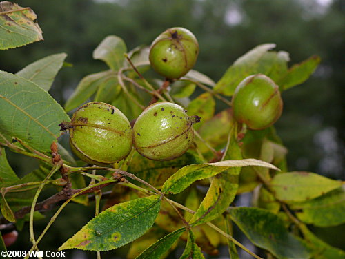 Bitternut Hickory (Carya cordiformis) nuts