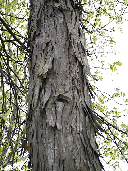 Carolina Shagbark Hickory (Carya carolinae-septentrionalis) bark