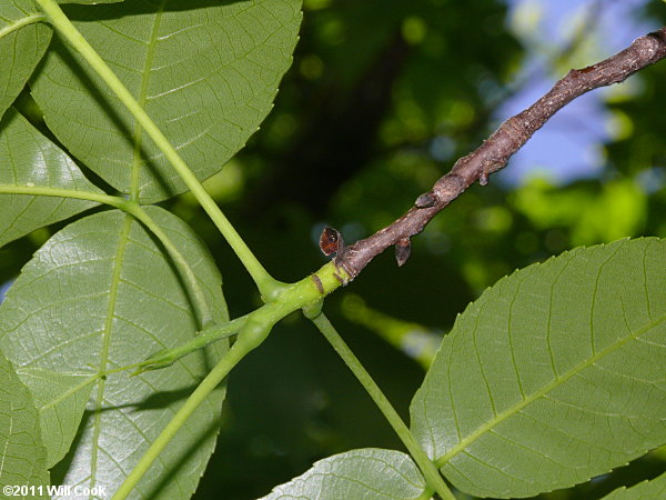 Carolina Shagbark Hickory (Carya carolinae-septentrionalis) leaves