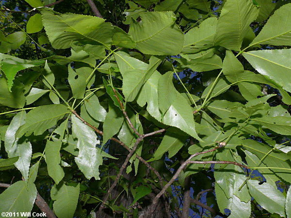 Carolina Shagbark Hickory (Carya carolinae-septentrionalis) leaves