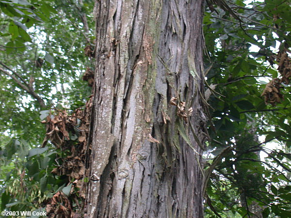 Carolina Shagbark Hickory (Carya carolinae-septentrionalis) bark