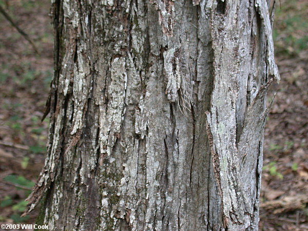 Carolina Shagbark Hickory (Carya carolinae-septentrionalis) bark