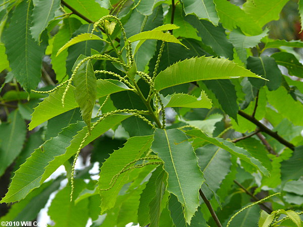 American Chestnut (Castanea dentata)