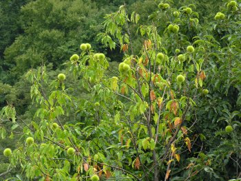 American Chestnut (Castanea dentata) fruits