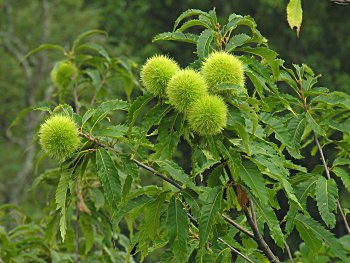 American Chestnut (Castanea dentata) fruits