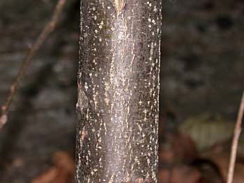 American Chestnut (Castanea dentata) bark