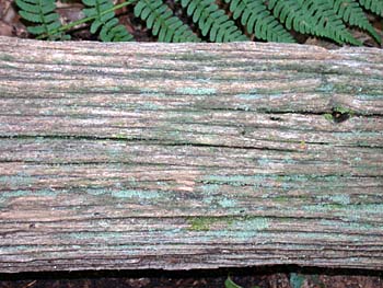 American Chestnut (Castanea dentata) wood