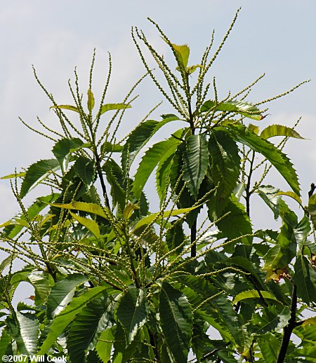 American Chestnut (Castanea dentata) flowers