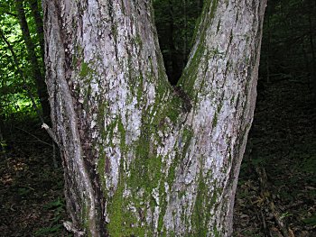 American Chestnut (Castanea dentata) mature bark