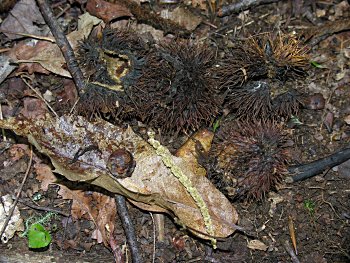 American Chestnut (Castanea dentata) fruits