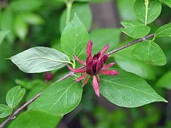 Sweetshrub, Sweet Betsy, Sweet Bubby Bush (Calycanthus floridus)