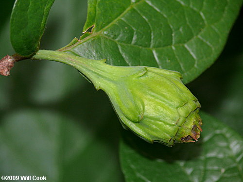 Sweetshrub, Sweet Betsy, Sweet Bubby Bush (Calycanthus floridus) fruit