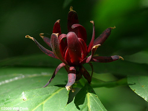 Sweetshrub, Sweet Betsy, Sweet Bubby Bush (Calycanthus floridus)