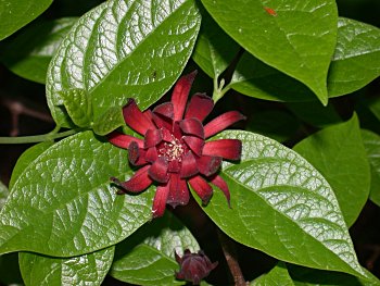 Sweetshrub, Sweet Betsy, Sweet Bubby Bush (Calycanthus floridus)