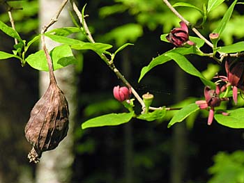 Sweetshrub, Sweet Betsy, Sweet Bubby Bush (Calycanthus floridus)