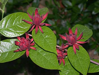 Sweetshrub, Sweet Betsy, Sweet Bubby Bush (Calycanthus floridus)