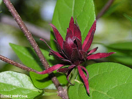 Sweetshrub, Sweet Betsy, Sweet Bubby Bush (Calycanthus floridus) flower