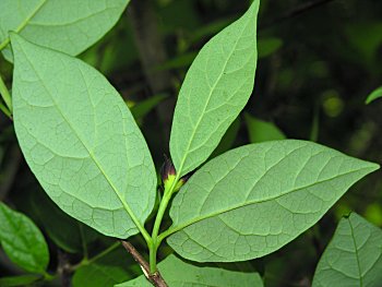 Sweetshrub, Sweet Betsy, Sweet Bubby Bush (Calycanthus floridus)