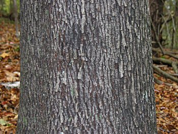 Pignut Hickory (Carya glabra) bark