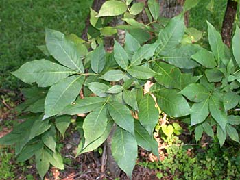 Pignut Hickory (Carya glabra)