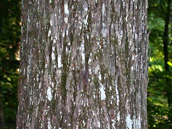 Pignut Hickory (Carya glabra) bark