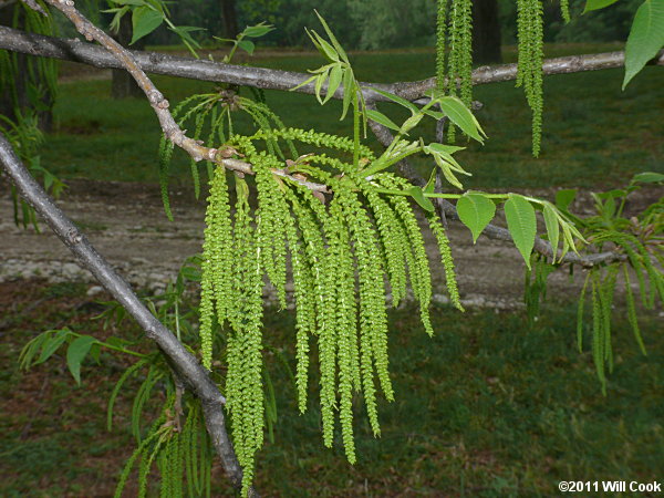 Pecan (Carya illinoinensis)