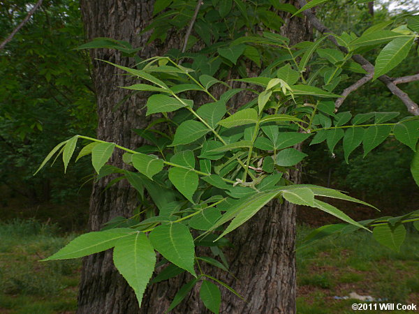 Pecan (Carya illinoinensis)