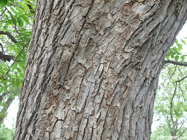 Pecan (Carya illinoinensis)