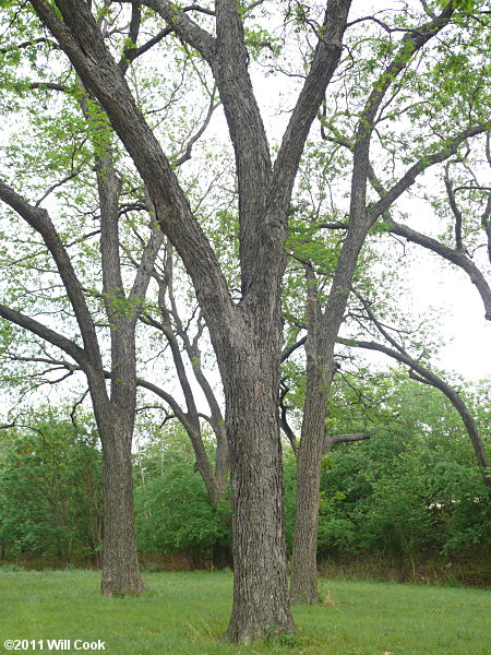 Pecan (Carya illinoinensis)