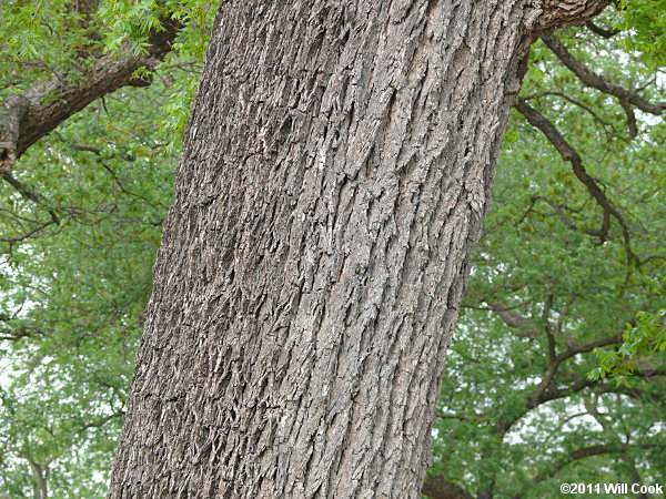 Pecan (Carya illinoinensis)