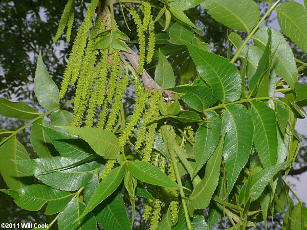 Pecan (Carya illinoinensis)